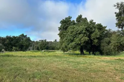 a tree in the middle of a field at Julian Orchard Ranch in Santa Ysabel