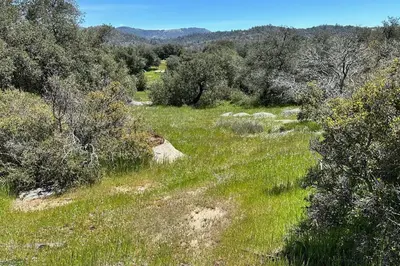 a field of grass with sheep in the distance at Julian Orchard Ranch in Santa Ysabel