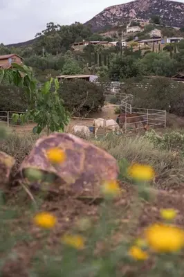 a group of animals grazing in a field with flowers at TinyHome at the Sanctuary in Lakeside
