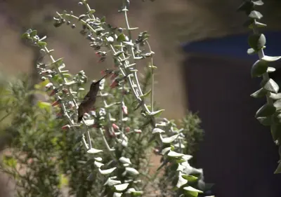 a bird sitting on top of a plant at TinyHome at the Sanctuary in Lakeside