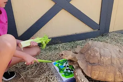 a child feeding a turtle a piece of broccoli at TinyHome at the Sanctuary in Lakeside
