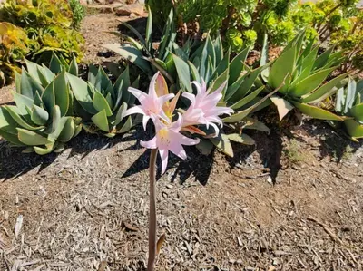 a pink flower is growing in a garden at TinyHome at the Sanctuary in Lakeside