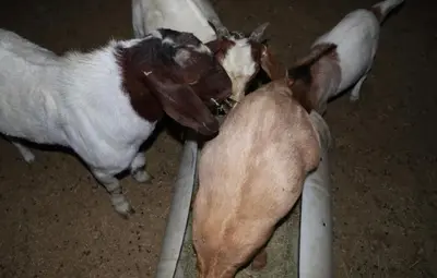 a couple of goats standing next to each other at Mountain View Studio in Hemet