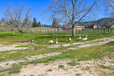 a group of geese walking down a dirt road at Julian Cottage Stay with Near Wildlife and Wineries in Julian