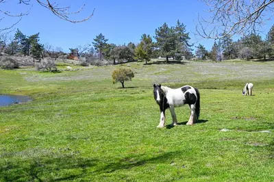 a black and white horse standing in a field at Julian Cottage Stay with Near Wildlife and Wineries in Julian