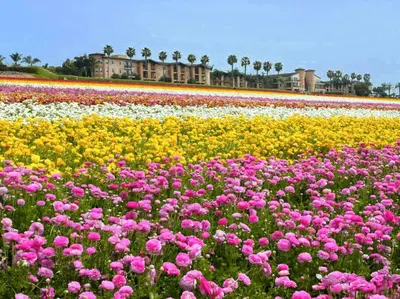 a field of flowers in front of a building at Shabby Chic Oceanside King & 2 Queen bed Pool GYM in Oceanside