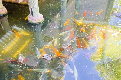 a group of goldfish swimming in a pond at Oceanside Beach Condos in Oceanside