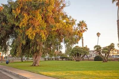 a tree in a park with green grass and palm trees at 1 Block from Beach - Steps from Restaurants & Shops in Oceanside