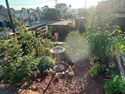 a garden with flowers and plants in a yard at Charming Guest House in SD in San Diego
