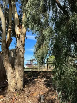 a tree with a fence in front of a tree at San Diego Trail Guest Ranch in Poway