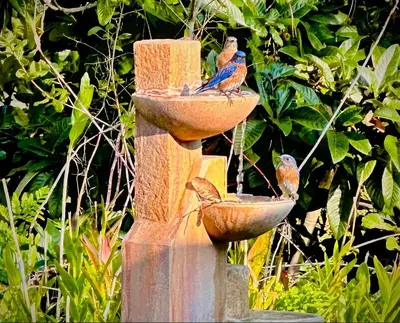two birds sitting in a bird feeder at Nature lovers wellness home in Fallbrook