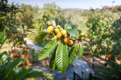 a bunch of fruit on a tree with leaves at Nature lovers wellness home in Fallbrook