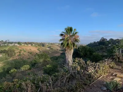 a palm tree sitting on top of a field at Canyon View Cutie in San Diego