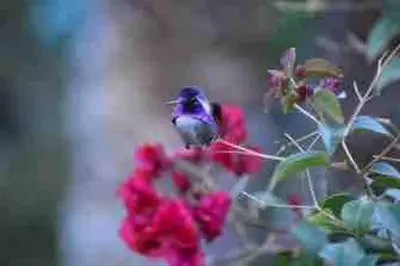 a blue bird sitting on a red flower at One bedroom retreat full kitchen/laundry 1GB Wi-Fi in Bonita