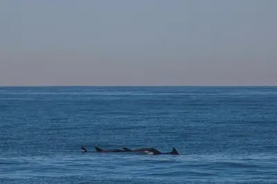 a pair of dolphins swimming in the ocean at 2 Story Home with Garage 1 Block to the Beach wi in Newport Beach