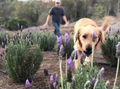 a man walking a dog in a garden with purple flowers at Tiny House - mountain views close to everything in Valley Center