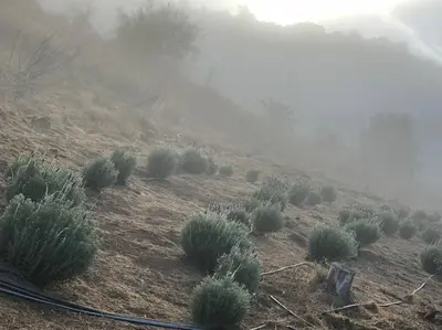 a bunch of bushes on a hillside with a fog at Tiny House - mountain views close to everything in Valley Center