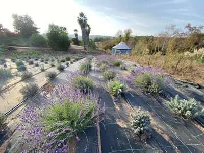 an overhead view of a garden with plants at Glamping-Sky Dome Yurt-Tiny House-2 modern composting toilet in Valley Center