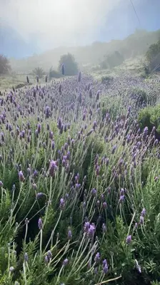 a field of purple flowers with people in the background at Sunset Dome - Outdoor Shower/Composting Toilet in Valley Center