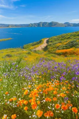 a field of flowers in front of a body of water at Peach Blossom Country House in Hemet
