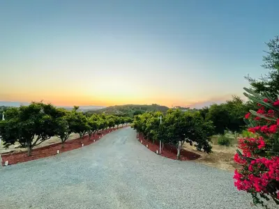 a road with trees and a sunset in the distance at Panorama Paradiso by CasadeLuz, 5Acre 360 Retreat close to Old Town Temecula Wine Country in Temecula