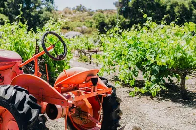 an orange tractor parked next to a bunch of vines at Serene Outdoor Oasis Wine Country Home with Views in Glenoak Hills