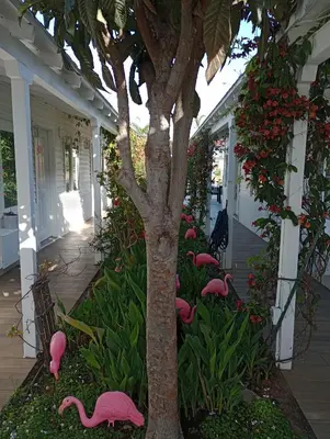 a group of pink flamingos in front of a tree at El Rancho Motel in San Diego