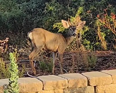 a deer standing next to a brick wall at Sunset-Ridge in Alpine