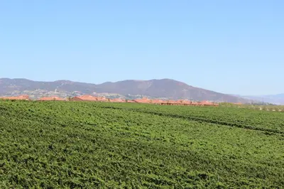 a green field with mountains in the background at Carter Estate Winery and Resort in Temecula