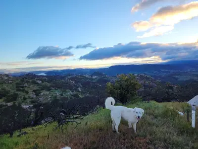 a white dog standing on top of a hill at Gentle and Cozy Comfort in an Off-Grid Retreat in Fallbrook