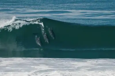 a large wave in the ocean with at Immaculate 5BR Micro Resort with Heated Pool & Spa in San Diego