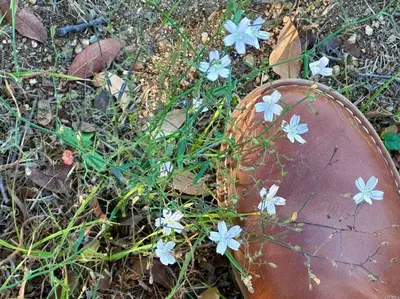 a baseball glove and blue flowers in the grass at Getaway Retreat Close to Temecula San Diego LA in Murrieta