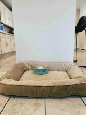 a dog bed with a bowl on top of it at Sunny Retreat HUGE Single Level Home with large yard in San Diego