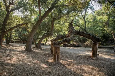 a group of trees with poles in a park at Historic Farmhouse on 5 Peaceful Acres with Ancient Oaks & Creek above Temecula in Temecula