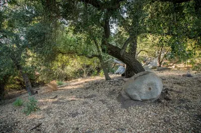 a tree and a rock under a tree at Historic Farmhouse on 5 Peaceful Acres with Ancient Oaks & Creek above Temecula in Temecula