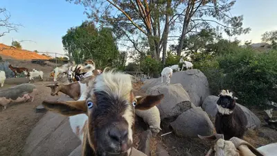 a group of goats standing and sitting next to rocks at A Quiet Fireside Retreat in a Scenic Glamping Dome in Fallbrook