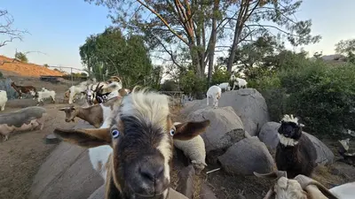 a group of goats standing and sitting next to rocks at Cozy Dome Hideaway with Sweeping Sunrise View in Fallbrook