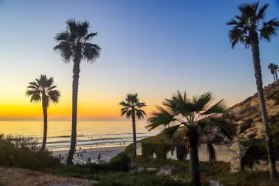 a group of palm trees on a beach at sunset at Keepin' It Real - SB851VA in Solana Beach