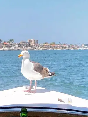 a seagull standing on a boat in the water at Near Beach, Harbor & Ferry Bikes Patio BBQ in Newport Beach