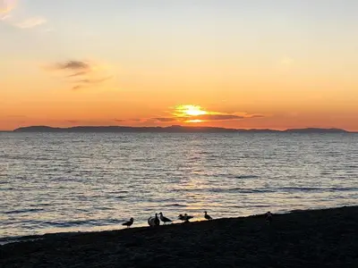 a group of birds sitting on the beach at sunset at Near Beach, Harbor & Ferry Bikes Patio BBQ in Newport Beach