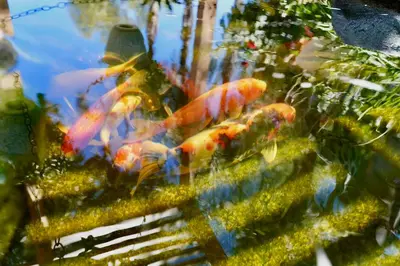 a group of koi fish in a pond at La Casita Poolside Retreat in Lake Elsinore