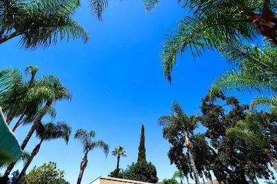 a group of palm trees and a blue sky at La Casita Poolside Retreat in Lake Elsinore