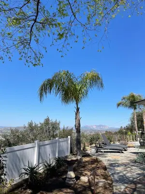 a palm tree in a yard with a fence at Avocado House in El Cajon