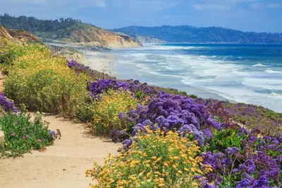 a path leading to a beach with purple flowers at Trackside Tranquility - TC522B in Solana Beach