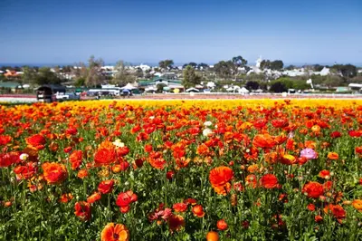 a field of colorful flowers in a field at 2003 Costa Del Mar Road - Unit 663 in Carlsbad