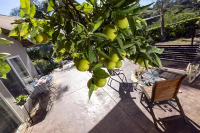 a tree with fruits hanging from it next to two benches at Near SoCal sports complex, Frontwave Arena-Sold in Oceanside