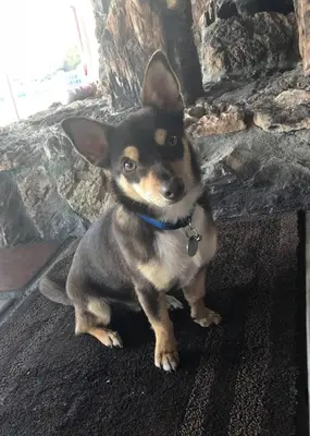 a small dog sitting in front of a fireplace at Big Beautiful Master Bedroom in Bonita