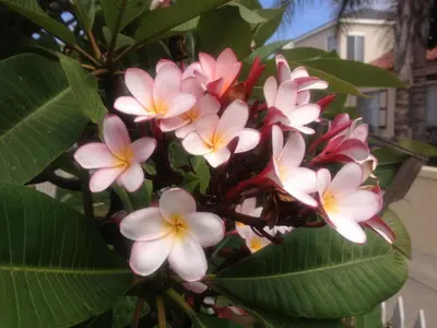 a bunch of pink and white flowers on a tree at Charming Cottage with Parking, Bikes, Walk to Sand in San Diego