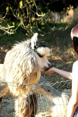 a person feeding a dog through a fence at Pet Friendly Breathtaking Cottage with Great Views and Hot-tub in Rainbow, California in Fallbrook