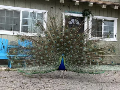 a peacock is standing in front of a house at Pet Friendly Fantastic Cottage with Hot-tub in Rainbow, California in Fallbrook